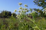 Chaerophyllum bulbosum. Верхушка цветущего растения. Республика Адыгея, г. Майкоп, восточная окраина города, у рощи в пойме р. Гиага. 25.06.2016.