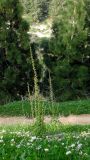Scrophularia rubricaulis. Цветущее и плодоносящее растение. Израиль, Нижняя Галилея, г. Верхний Назарет, выположенная вершина горы. 25.03.2014.