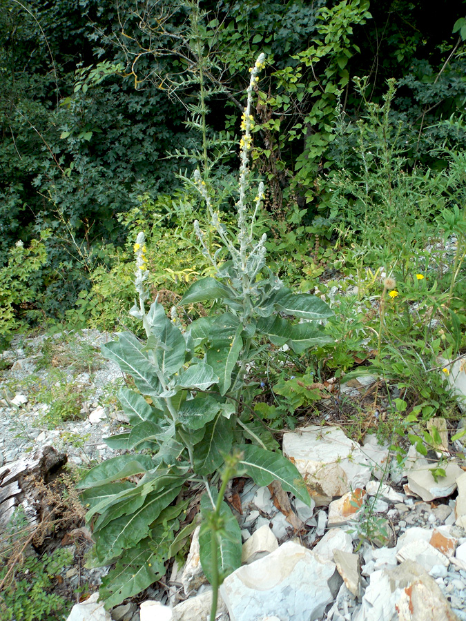 Изображение особи Verbascum gnaphalodes.