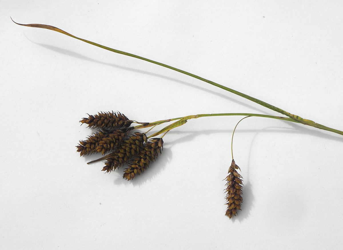 Image of Carex caucasica specimen.