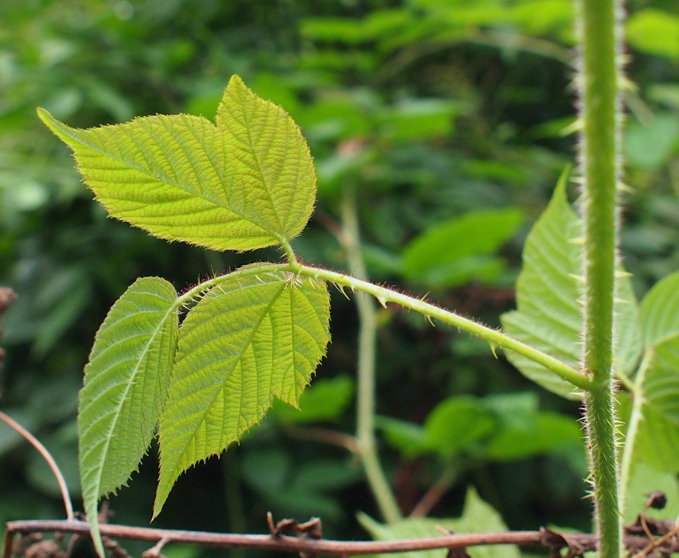 Image of genus Rubus specimen.