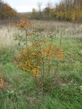 genus Amelanchier. Растение с листьями, частично приобретшими осеннюю окраску. Воронежская обл., Семилукский р-н, окр. с. Кондрашовка. 16.10.2016.