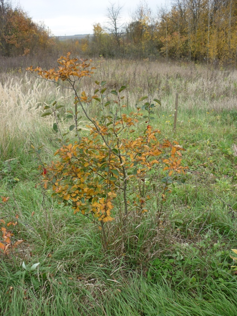 Image of genus Amelanchier specimen.