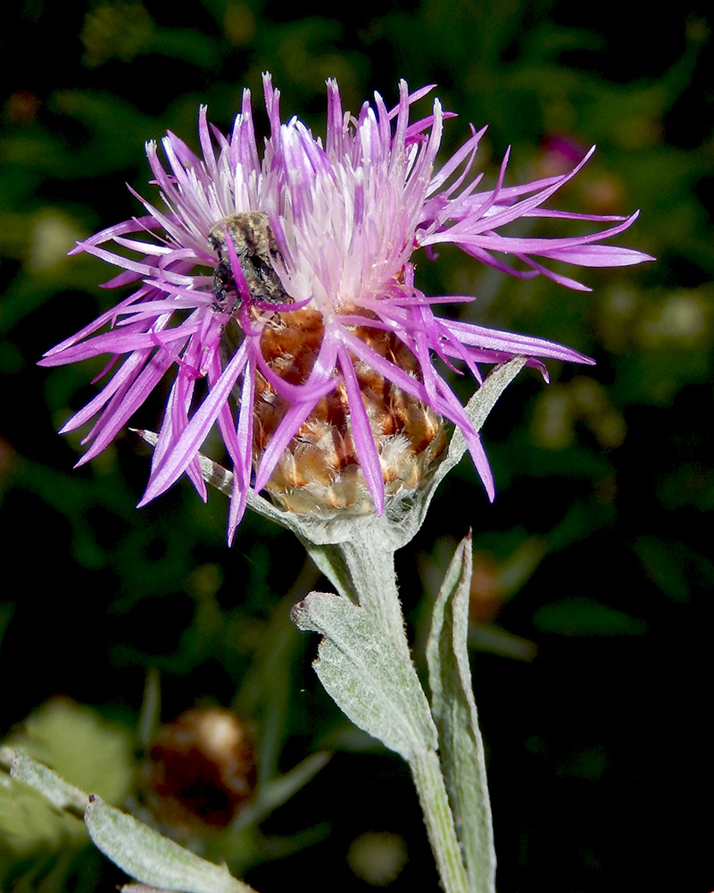 Image of Centaurea jacea ssp. substituta specimen.