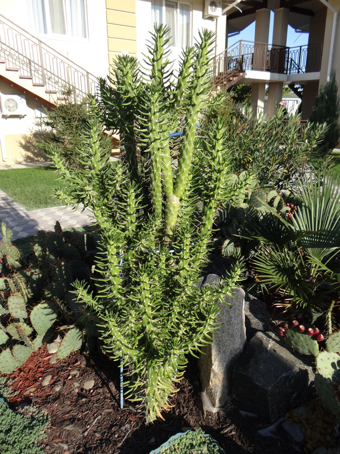 Изображение особи Austrocylindropuntia subulata.