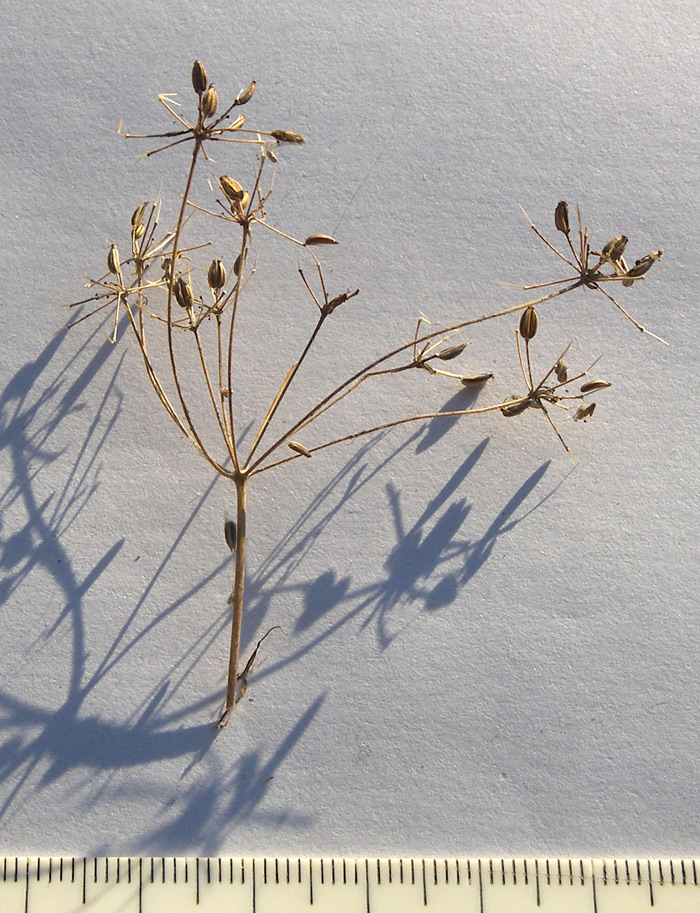 Image of Chaerophyllum bulbosum specimen.