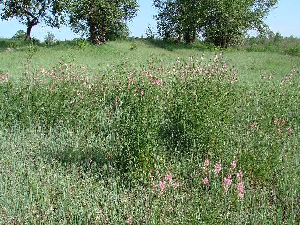 Изображение особи Onobrychis arenaria.