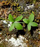 Galium valantioides