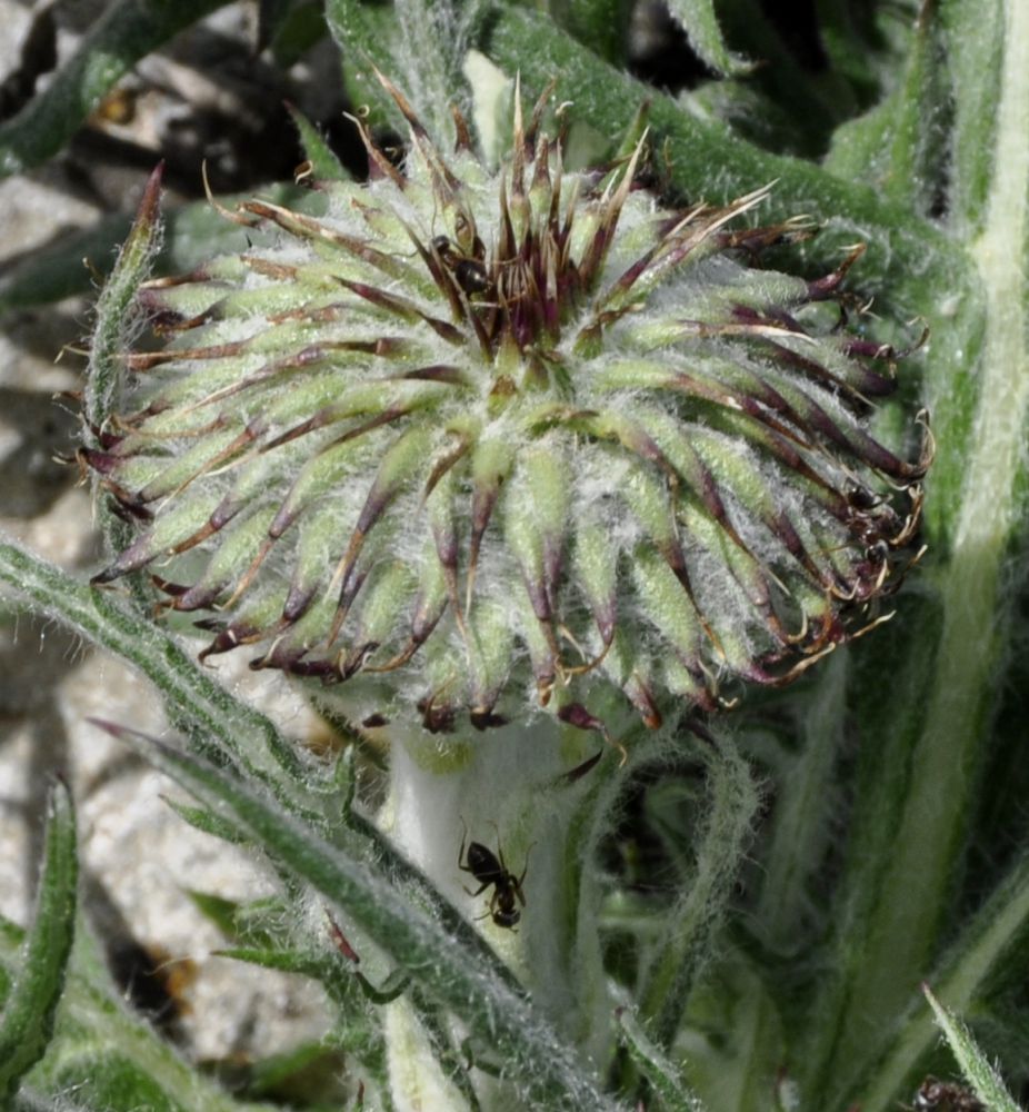 Image of Jurinea mollis specimen.