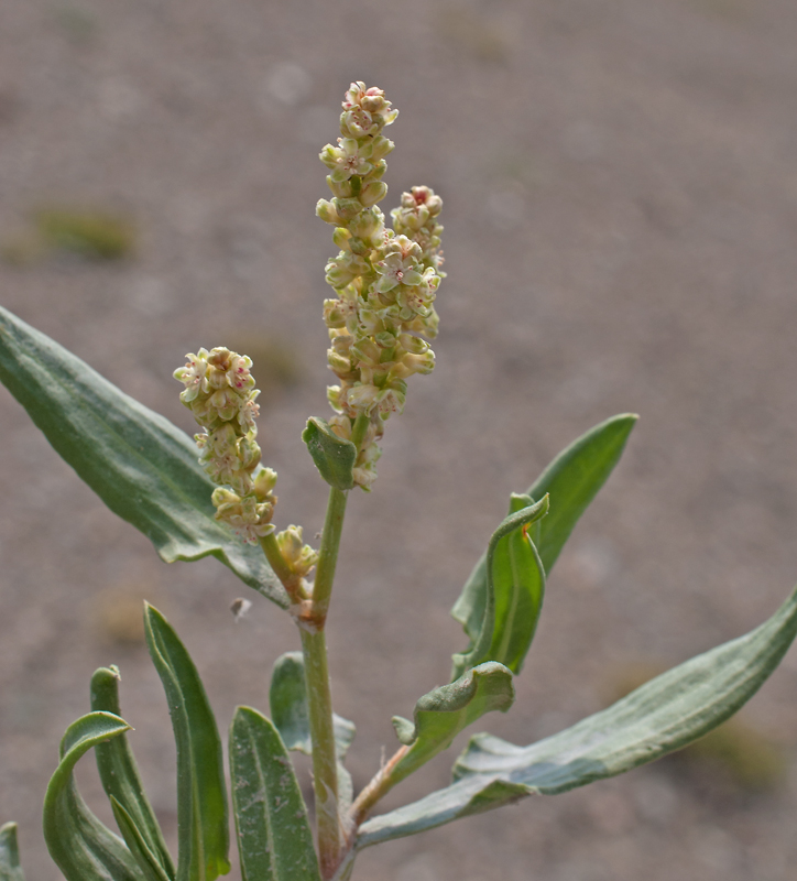 Изображение особи Knorringia sibirica.