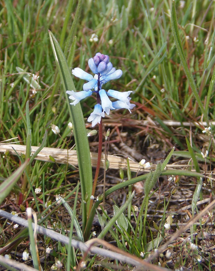 Изображение особи Hyacinthella leucophaea.