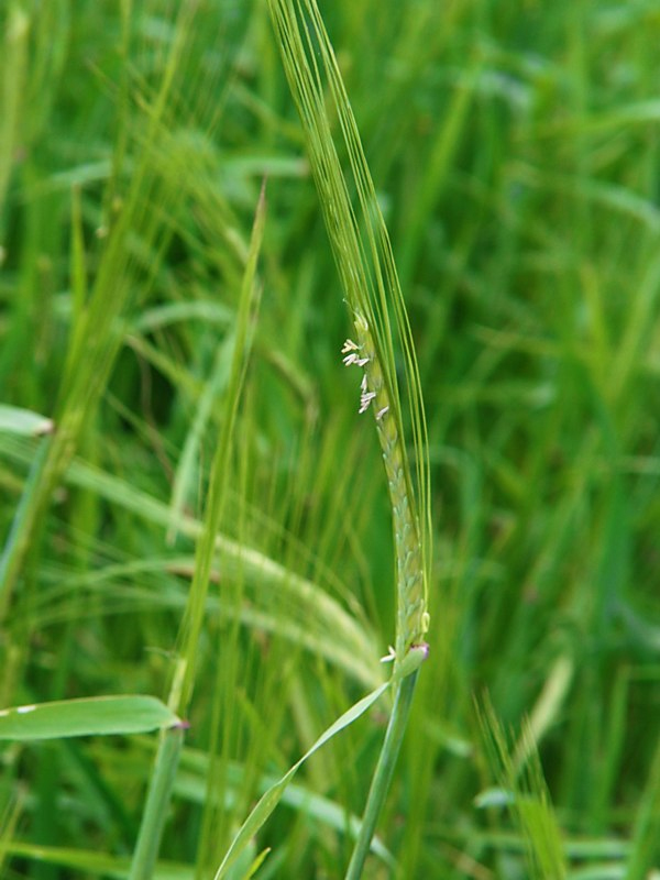 Изображение особи Hordeum distichon.