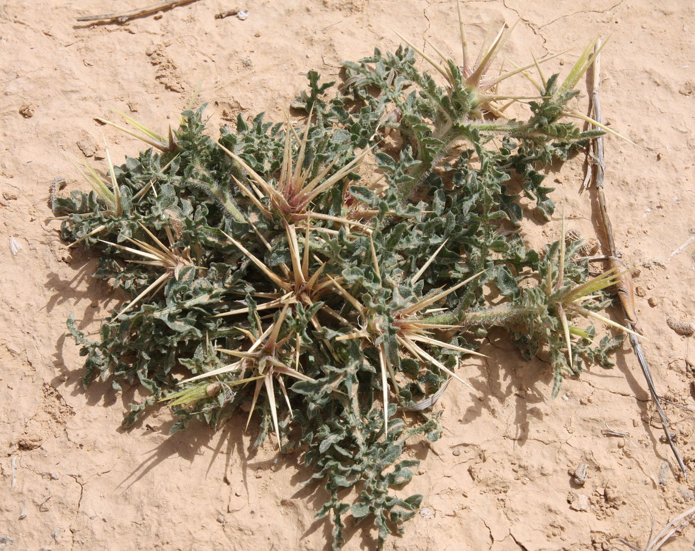 Image of Centaurea alexandrina specimen.