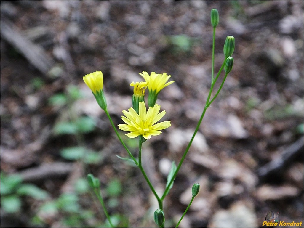 Image of Lapsana communis specimen.