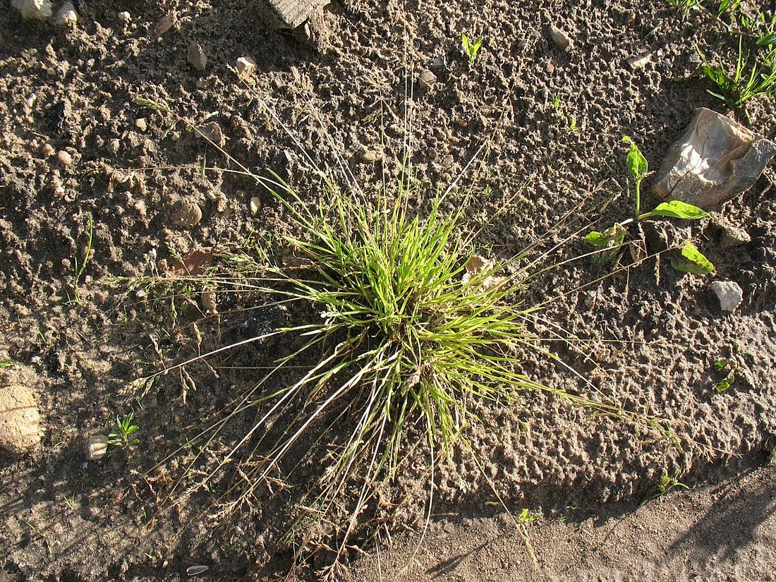 Image of Poa annua specimen.