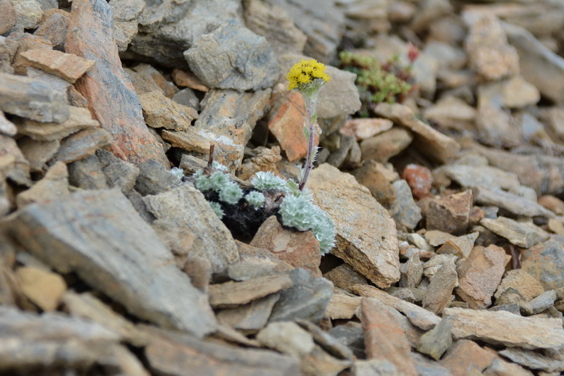 Image of Artemisia senjavinensis specimen.