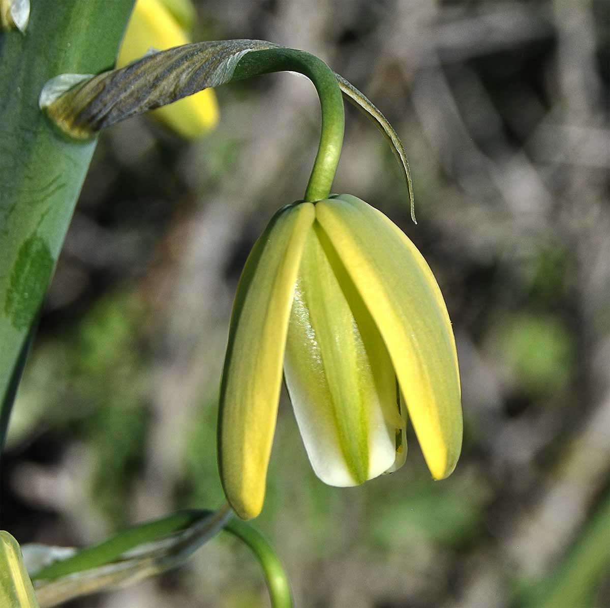 Изображение особи Albuca flaccida.