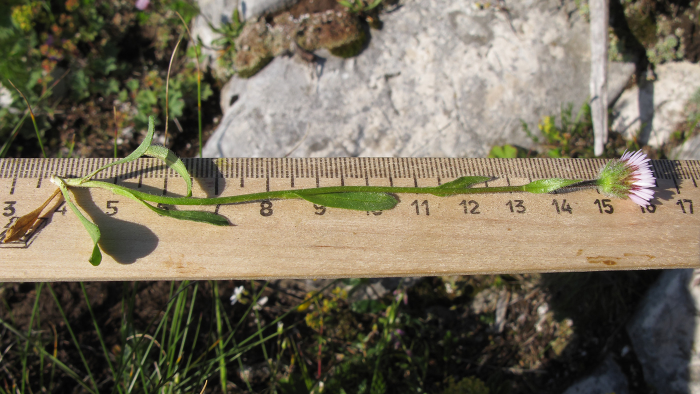 Image of Erigeron alpinus specimen.