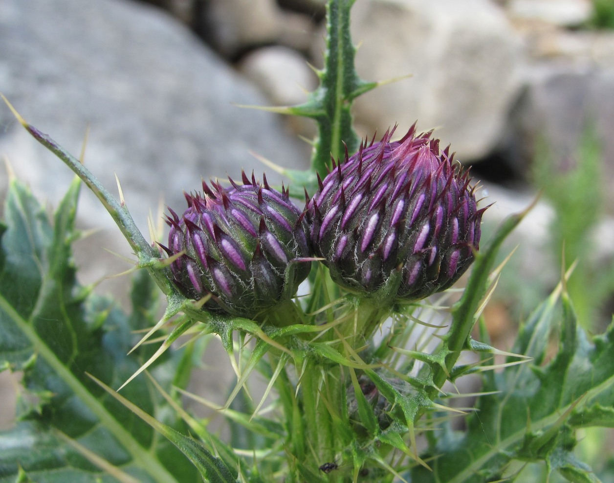 Image of Cirsium elbrusense specimen.