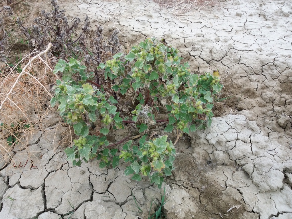 Image of Xanthium strumarium specimen.