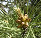 Pinus pallasiana