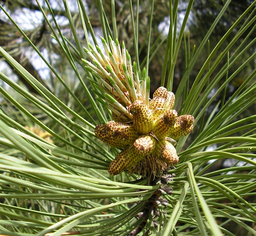 Image of Pinus pallasiana specimen.