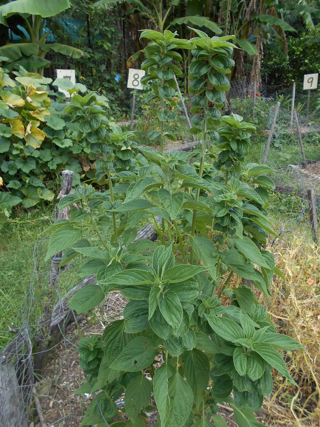 Image of Salvia hispanica specimen.