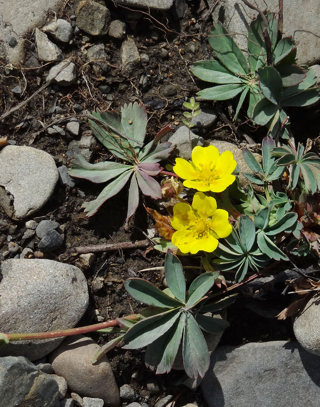 Изображение особи Potentilla stipularis.