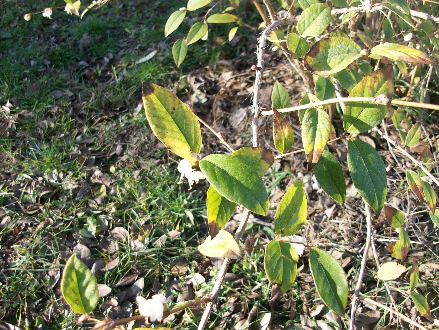 Изображение особи Lonicera fragrantissima.