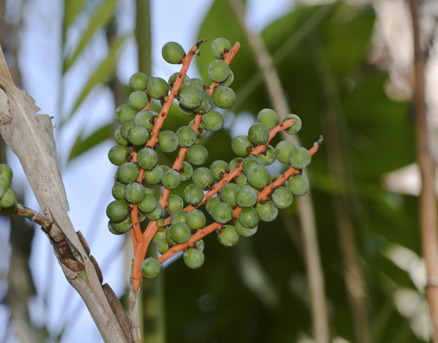 Image of genus Chamaedorea specimen.