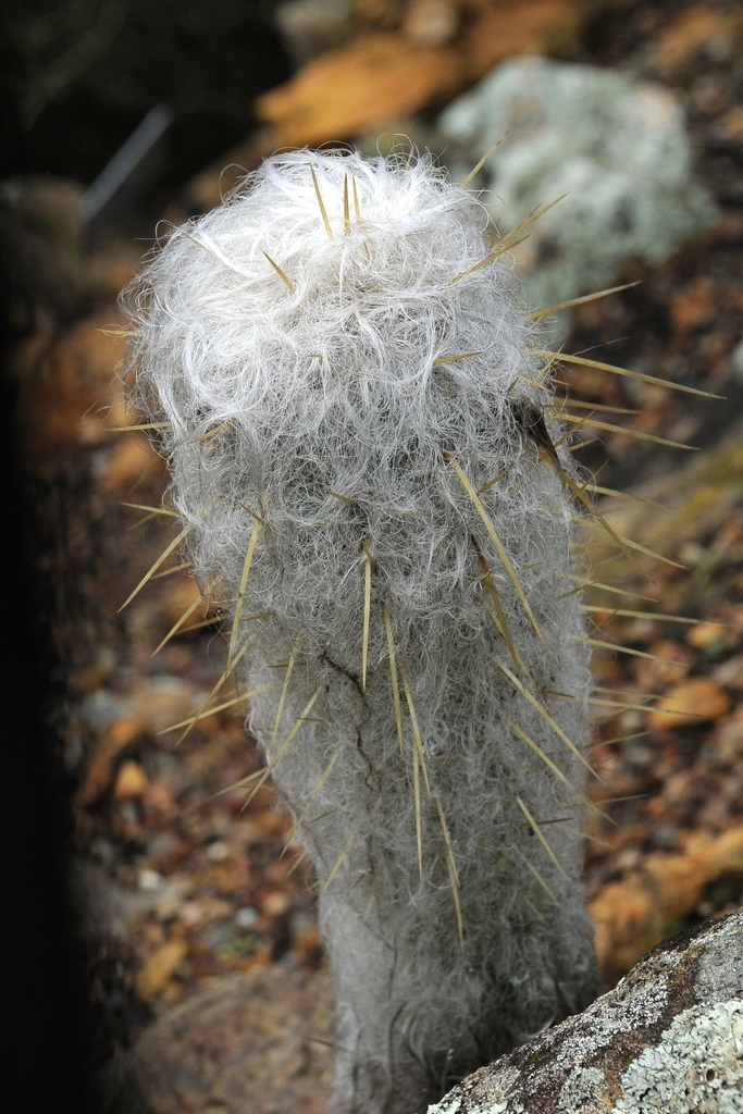 Image of Oreocereus leucotrichus specimen.