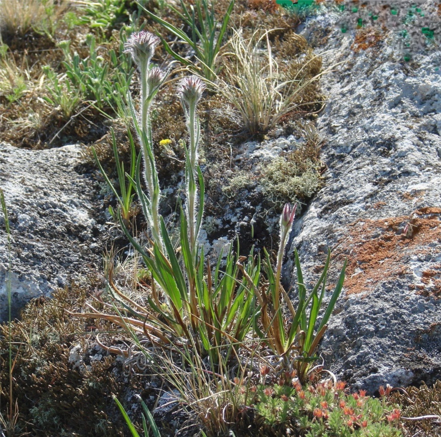 Изображение особи Saussurea schanginiana.