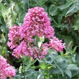 Centranthus ruber