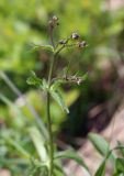 Ranunculus platanifolius