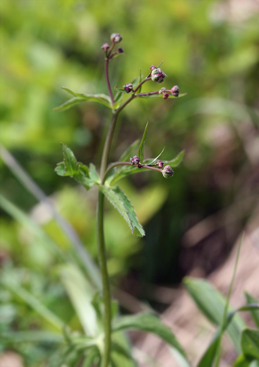 Image of Ranunculus platanifolius specimen.