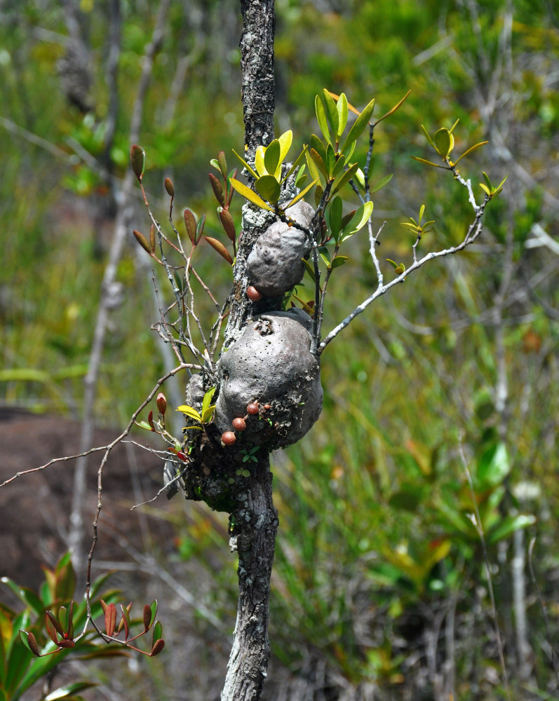 Image of Hydnophytum formicarum specimen.