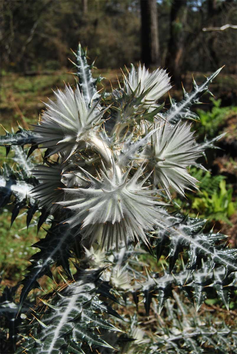 Image of Cirsium occidentale specimen.