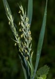 Elytrigia repens