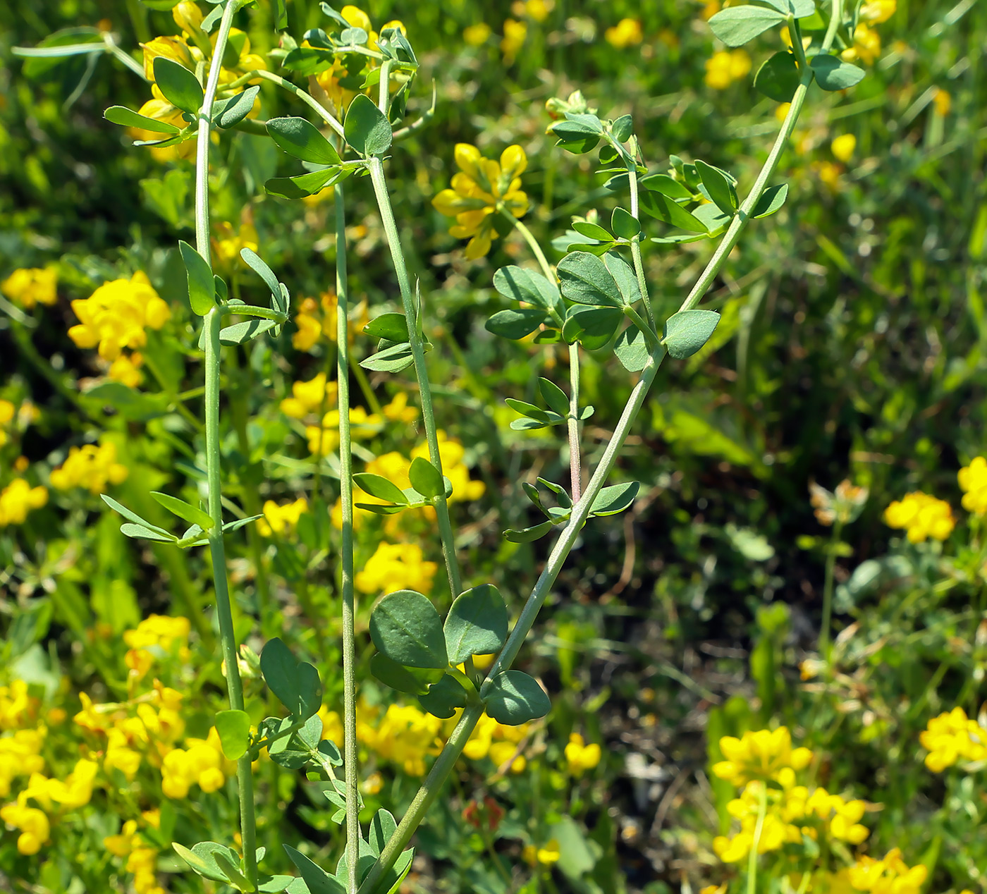 Image of Lotus zhegulensis specimen.