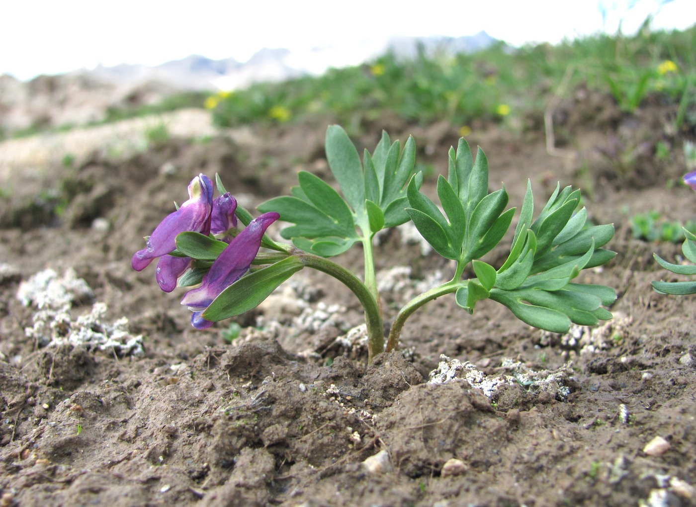 Изображение особи Corydalis conorhiza.