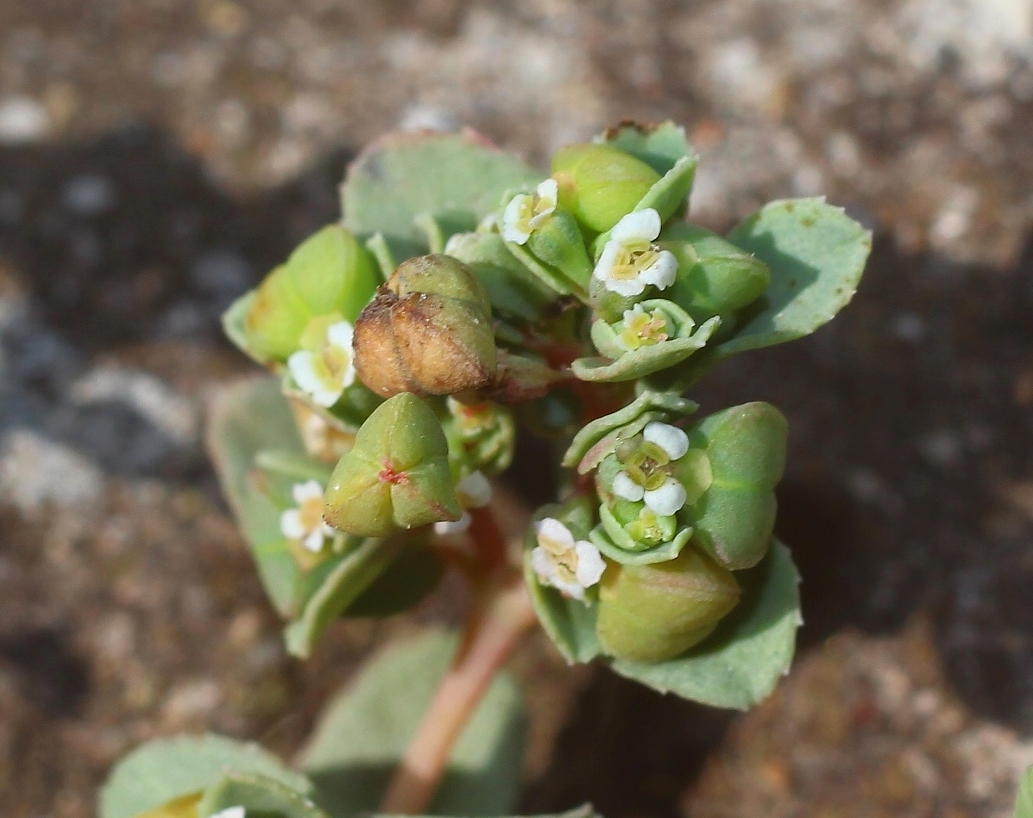 Изображение особи Euphorbia chamaesyce.