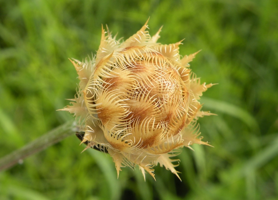 Image of Centaurea orientalis specimen.