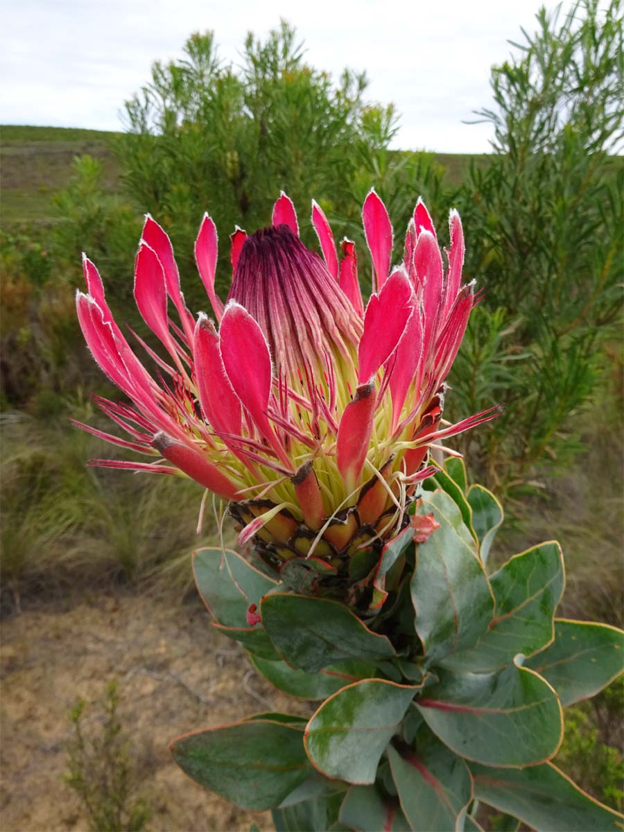 Image of Protea obtusifolia specimen.