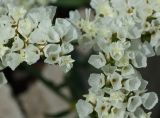 Limonium sinuatum