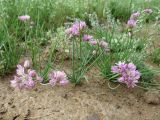 Allium mongolicum