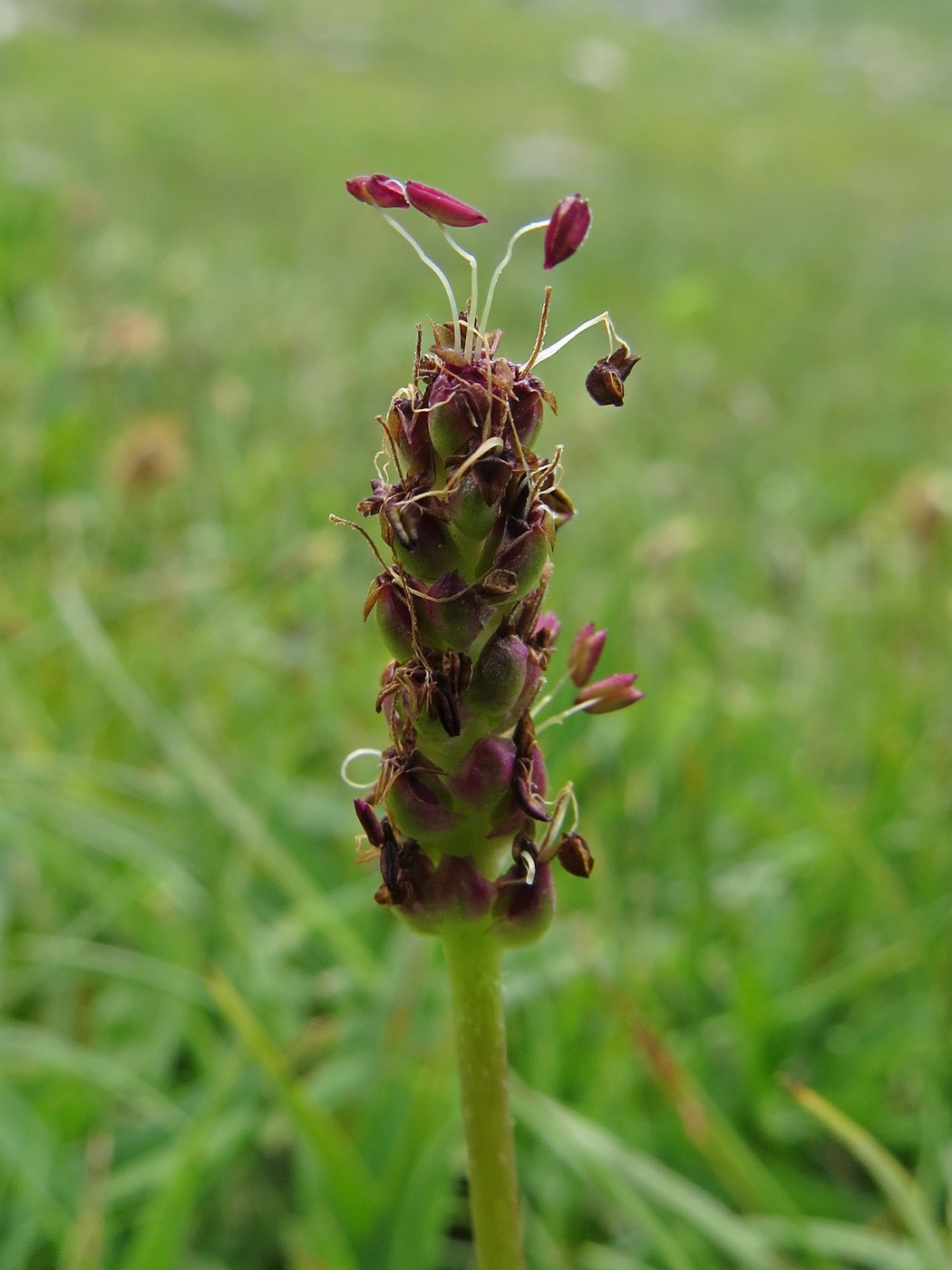 Image of Plantago griffithii specimen.