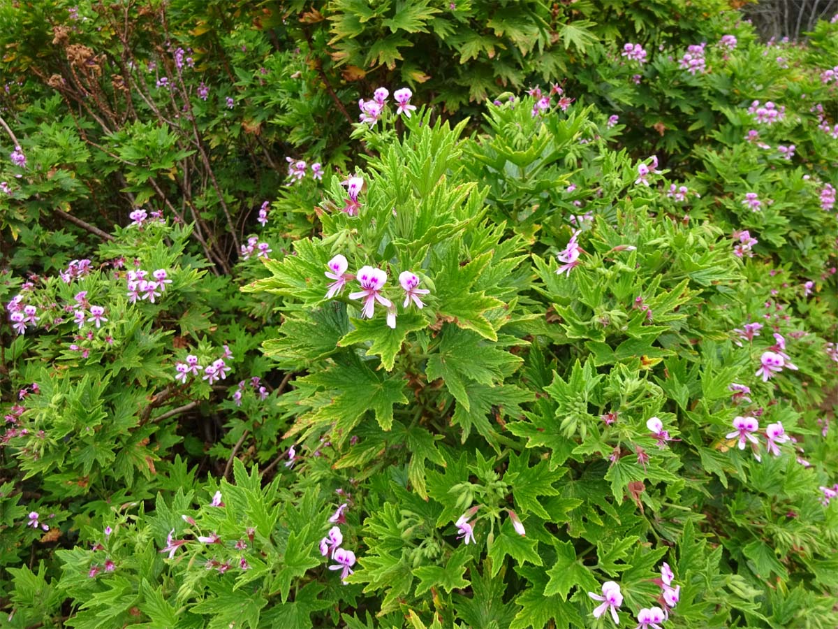 Image of Pelargonium citronellum specimen.