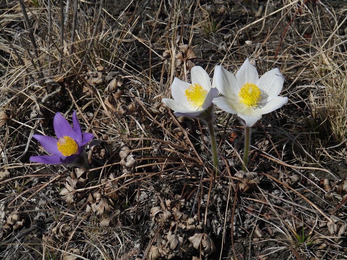 Image of Pulsatilla multifida specimen.