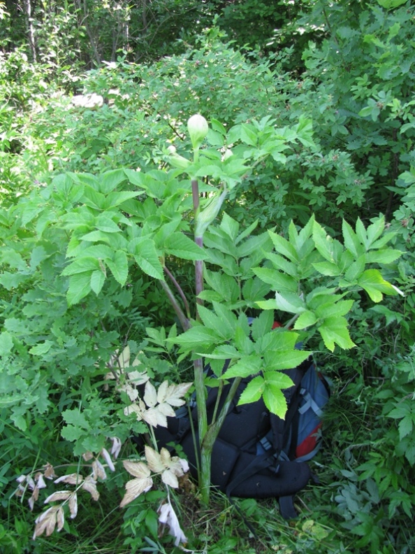 Image of Archangelica officinalis specimen.