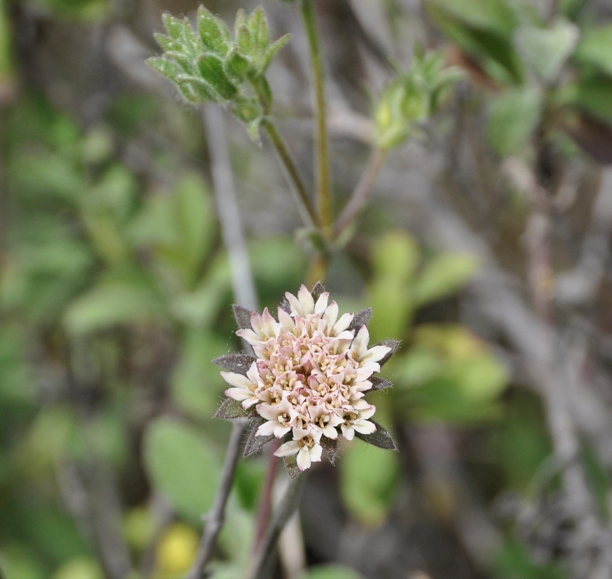 Image of Pterocephalus multiflorus ssp. obtusifolius specimen.